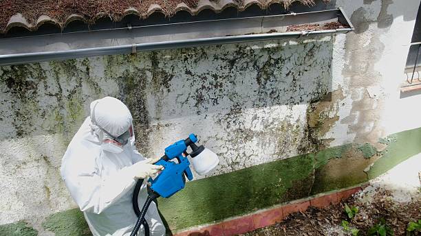 Top rated local Basement Mold Removal specialists in Havre de Grace, MD